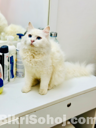 Persian cat female ( blue eyes)
